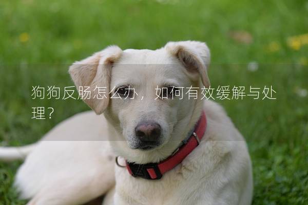 狗狗反肠怎么办，如何有效缓解与处理？