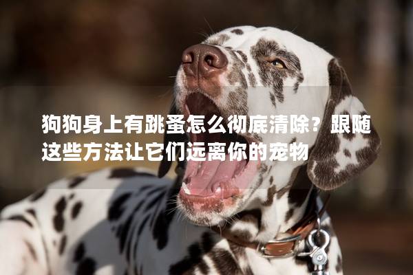 狗狗身上有跳蚤怎么彻底清除？跟随这些方法让它们远离你的宠物