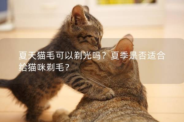 夏天猫毛可以剃光吗？夏季是否适合给猫咪剃毛？