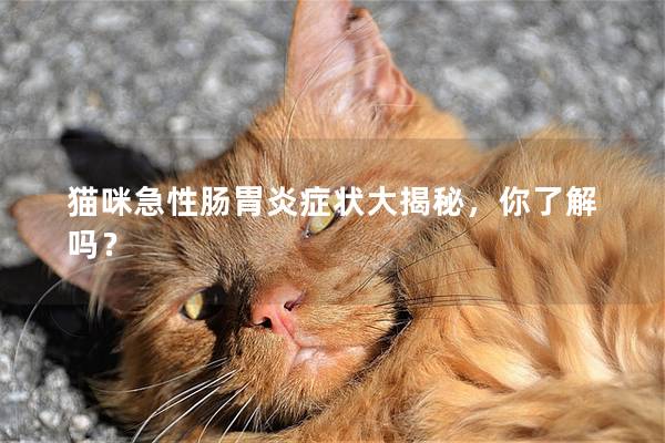 猫咪急性肠胃炎症状大揭秘，你了解吗？