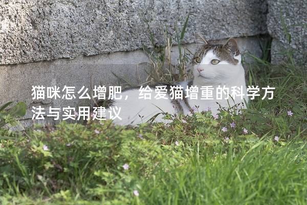 猫咪怎么增肥，给爱猫增重的科学方法与实用建议