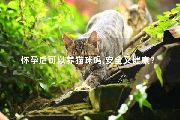 怀孕后可以养猫咪吗,安全又健康？