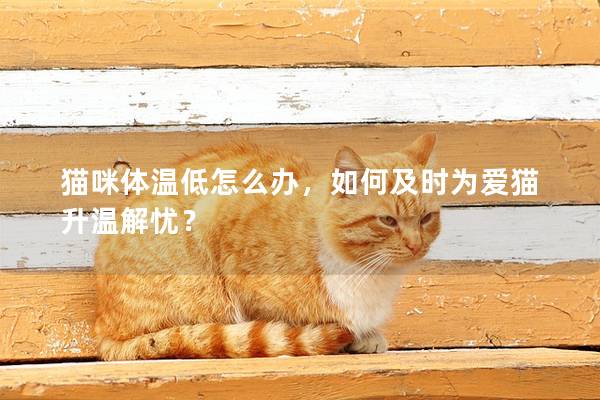 猫咪体温低怎么办，如何及时为爱猫升温解忧？