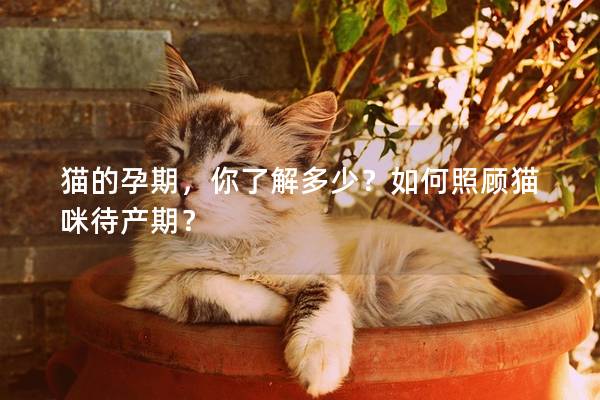 猫的孕期，你了解多少？如何照顾猫咪待产期？