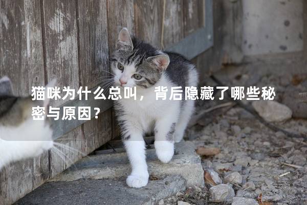 猫咪为什么总叫，背后隐藏了哪些秘密与原因？