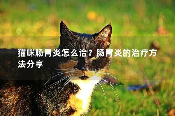 猫咪肠胃炎怎么治？肠胃炎的治疗方法分享