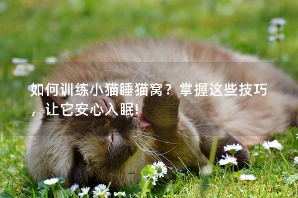 如何训练小猫睡猫窝？掌握这些技巧，让它安心入眠!