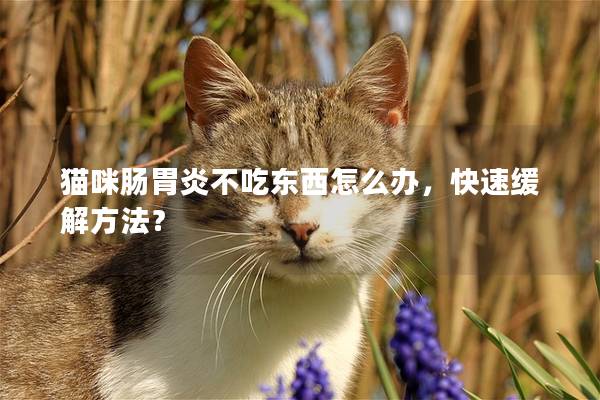 猫咪肠胃炎不吃东西怎么办，快速缓解方法？