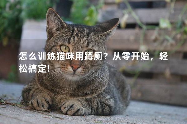 怎么训练猫咪用蹲厕？从零开始，轻松搞定!