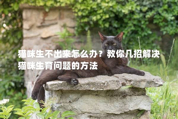 猫咪生不出来怎么办？教你几招解决猫咪生育问题的方法