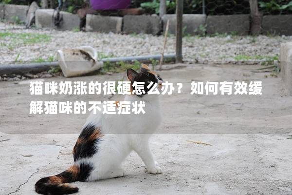 猫咪奶涨的很硬怎么办？如何有效缓解猫咪的不适症状