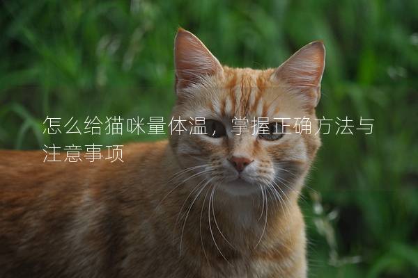 怎么给猫咪量体温，掌握正确方法与注意事项