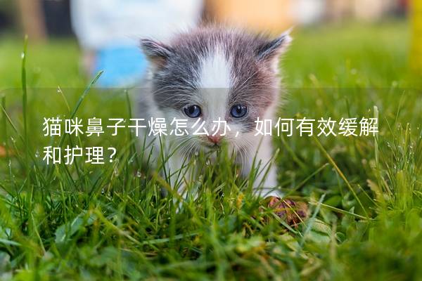 猫咪鼻子干燥怎么办，如何有效缓解和护理？