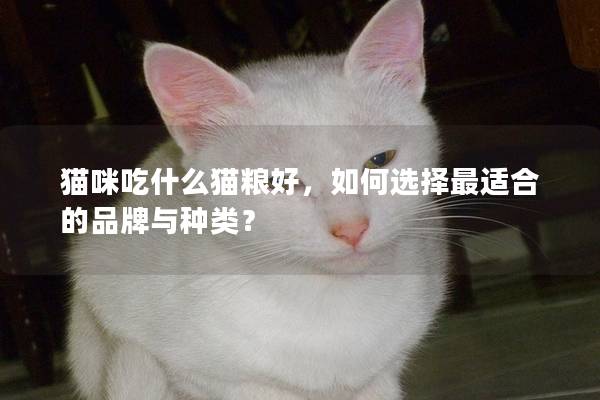 猫咪吃什么猫粮好，如何选择最适合的品牌与种类？