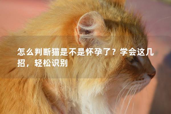 怎么判断猫是不是怀孕了？学会这几招，轻松识别