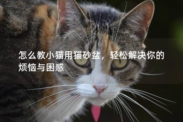 怎么教小猫用猫砂盆，轻松解决你的烦恼与困惑