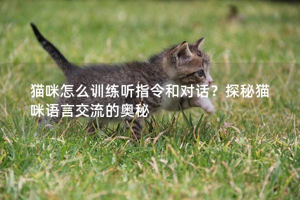 猫咪怎么训练听指令和对话？探秘猫咪语言交流的奥秘