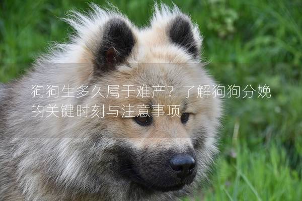 狗狗生多久属于难产？了解狗狗分娩的关键时刻与注意事项