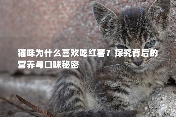 猫咪为什么喜欢吃红薯？探究背后的营养与口味秘密