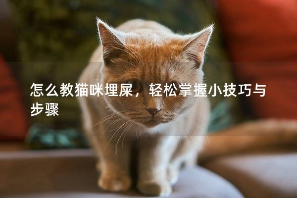 怎么教猫咪埋屎，轻松掌握小技巧与步骤