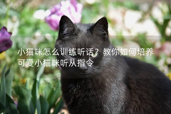 小猫咪怎么训练听话？教你如何培养可爱小猫咪听从指令