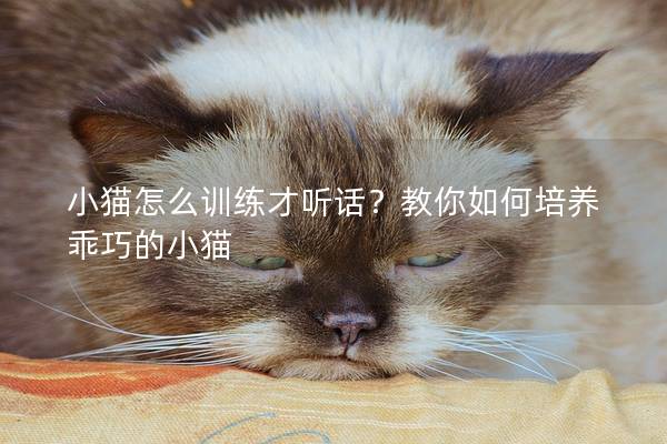 小猫怎么训练才听话？教你如何培养乖巧的小猫