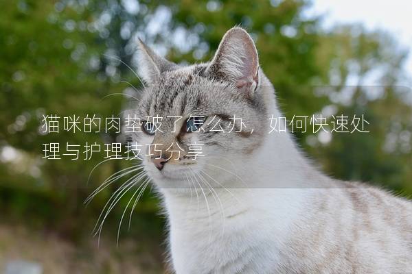 猫咪的肉垫破了怎么办，如何快速处理与护理技巧分享