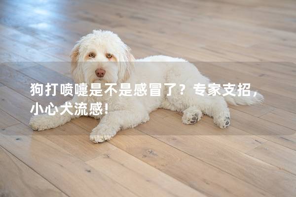 狗打喷嚏是不是感冒了？专家支招，小心犬流感!