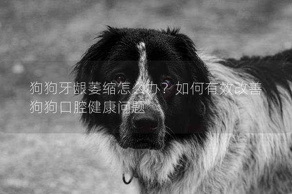 狗狗牙龈萎缩怎么办？如何有效改善狗狗口腔健康问题