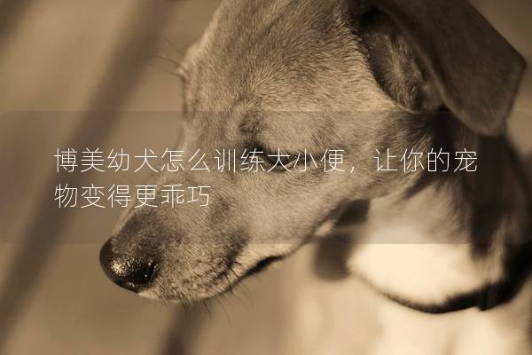 博美幼犬怎么训练大小便，让你的宠物变得更乖巧