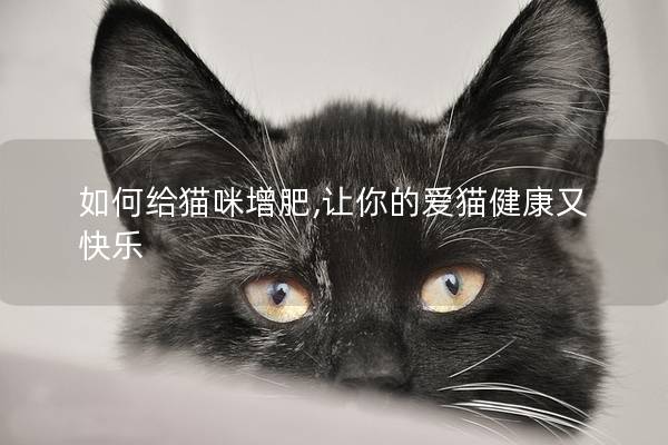 如何给猫咪增肥,让你的爱猫健康又快乐