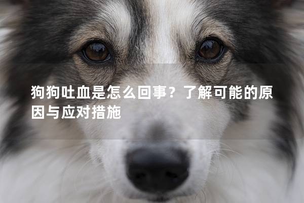 狗狗吐血是怎么回事？了解可能的原因与应对措施