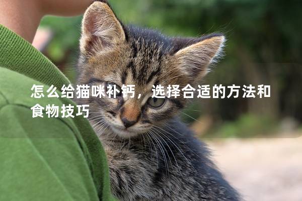 怎么给猫咪补钙，选择合适的方法和食物技巧