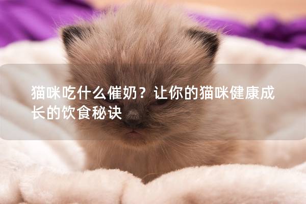 猫咪吃什么催奶？让你的猫咪健康成长的饮食秘诀