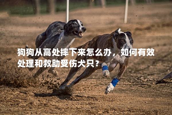 狗狗从高处摔下来怎么办，如何有效处理和救助受伤犬只？