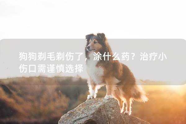 狗狗剃毛剃伤了，涂什么药？治疗小伤口需谨慎选择