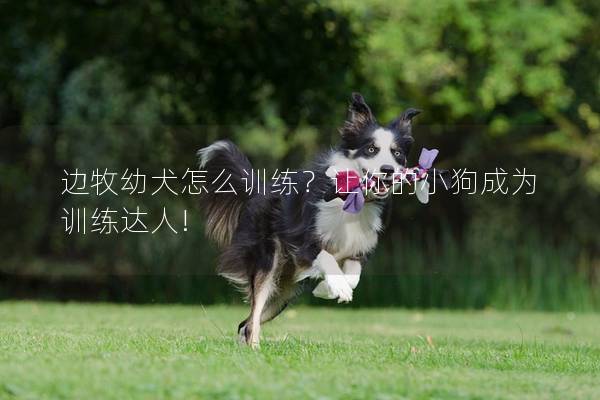 边牧幼犬怎么训练？让你的小狗成为训练达人!