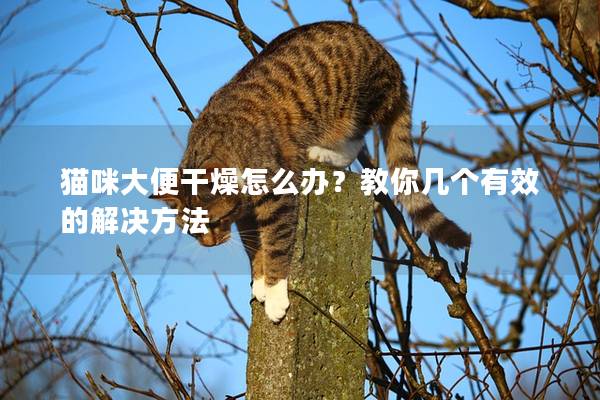 猫咪大便干燥怎么办？教你几个有效的解决方法