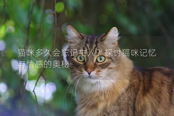 猫咪多久会忘记主人？探讨猫咪记忆与情感的奥秘