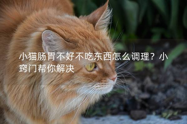 小猫肠胃不好不吃东西怎么调理？小窍门帮你解决