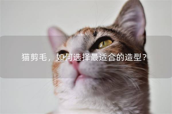 猫剪毛，如何选择最适合的造型？