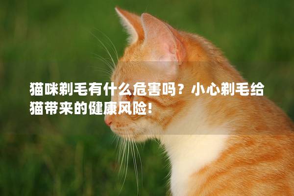 猫咪剃毛有什么危害吗？小心剃毛给猫带来的健康风险!