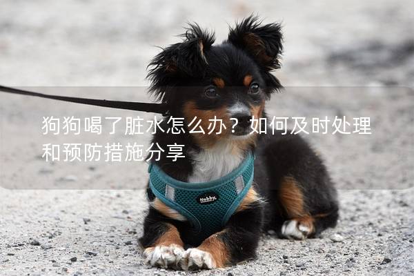 狗狗喝了脏水怎么办？如何及时处理和预防措施分享