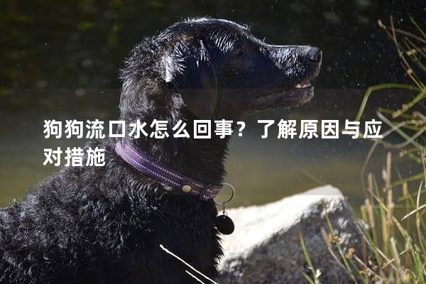 狗狗流口水怎么回事？了解原因与应对措施