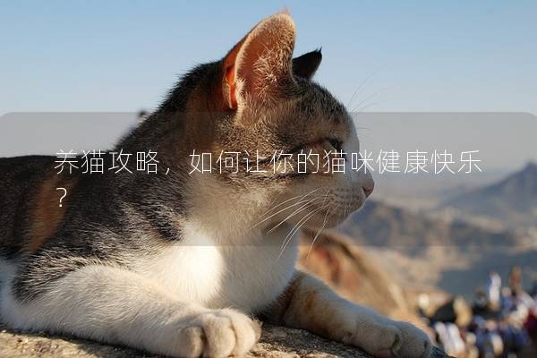 养猫攻略，如何让你的猫咪健康快乐？