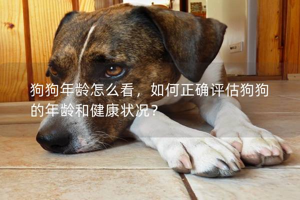 狗狗年龄怎么看，如何正确评估狗狗的年龄和健康状况？