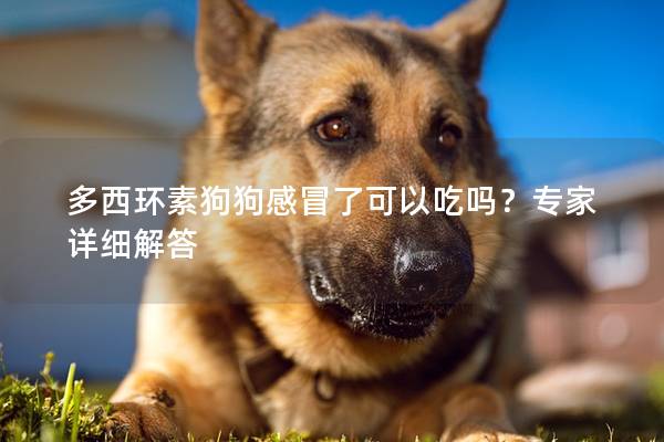 多西环素狗狗感冒了可以吃吗？专家详细解答