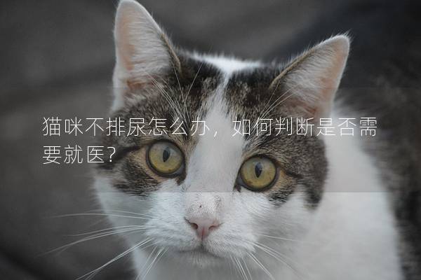 猫咪不排尿怎么办，如何判断是否需要就医？