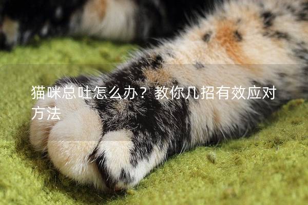 猫咪总吐怎么办？教你几招有效应对方法