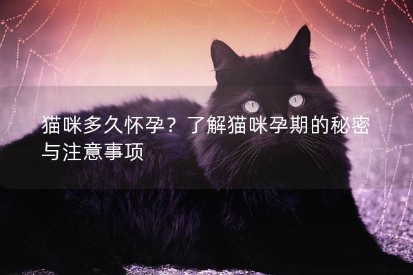 猫咪多久怀孕？了解猫咪孕期的秘密与注意事项